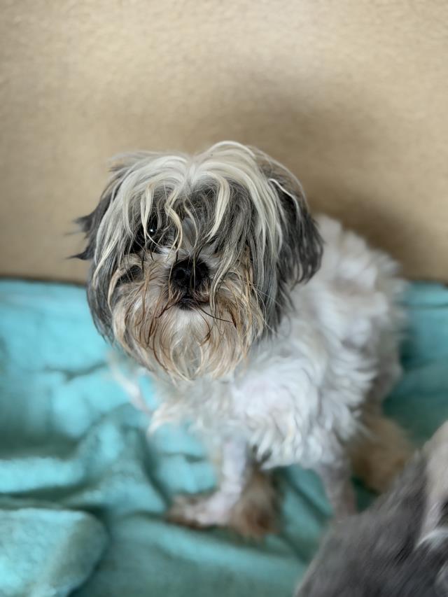 Josie, Shih Tzu