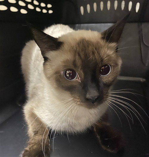 EMILY, a cat for adoption from Santa Barbara County Animal Services - Santa Barbara