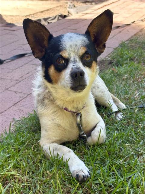 BUTTONS, a dog for adoption from Santa Barbara County Animal Services - Santa Barbara