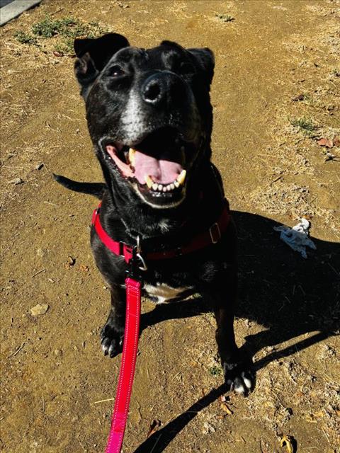 SHADOW, a dog for adoption from Santa Barbara County Animal Services - Santa Barbara