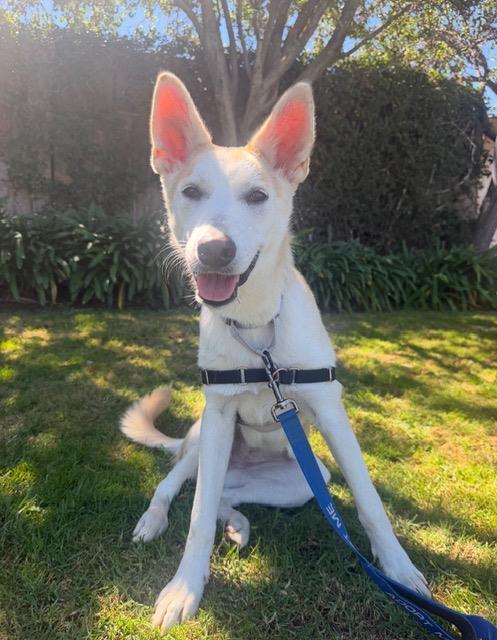 POPPY, a dog for adoption from Santa Barbara County Animal Services - Santa Barbara