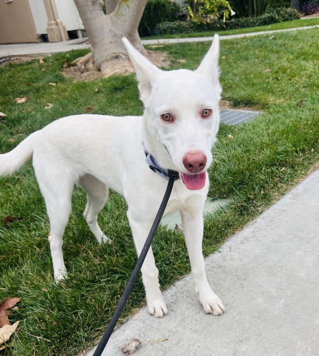 Violet, Siberian Husky