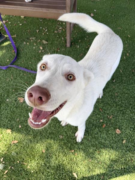 VIOLET, a dog for adoption from Santa Barbara County Animal Services - Santa Barbara