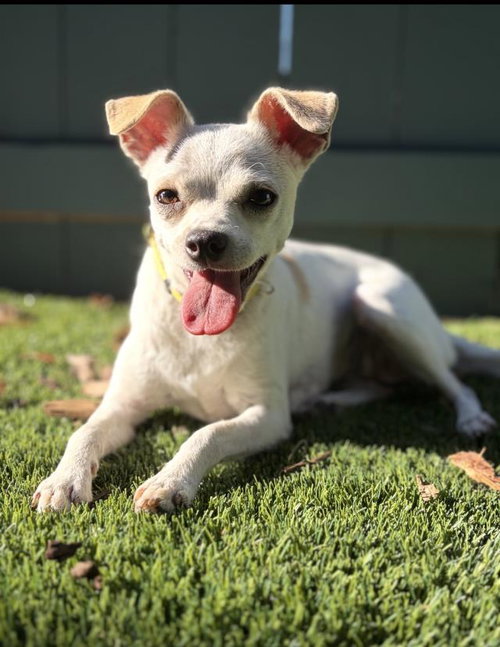 LUPITA, a dog for adoption from Santa Barbara County Animal Services - Santa Barbara