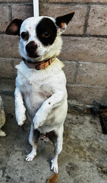 ZIPPER, a dog for adoption from Santa Barbara County Animal Services - Santa Barbara