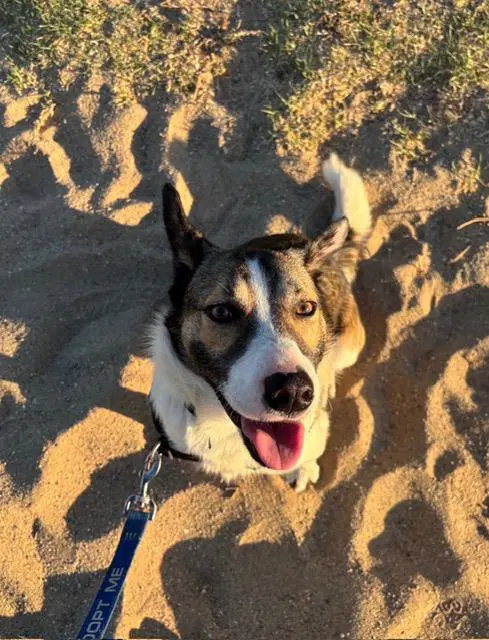 Jp - Queensland Heeler