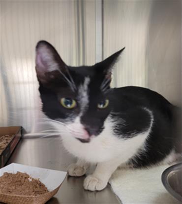 JESSLYN, a cat for adoption from Santa Barbara County Animal Services - Santa Barbara