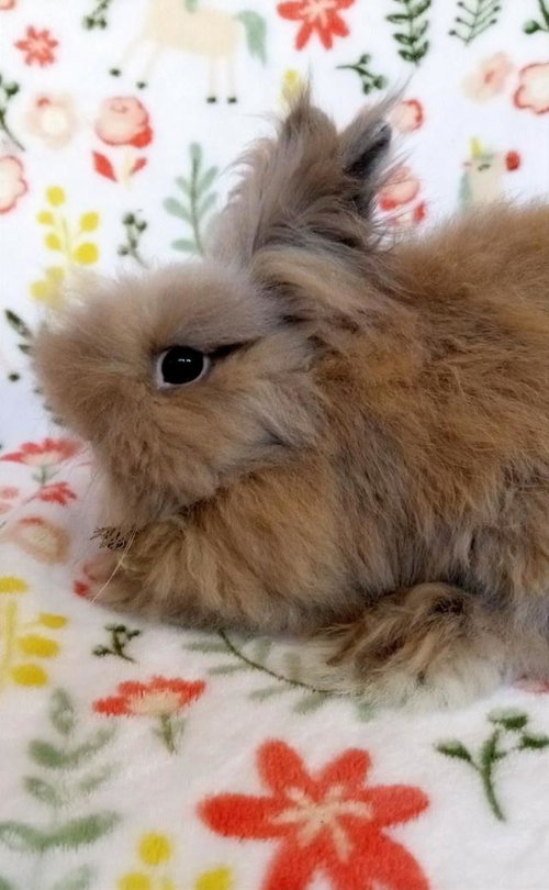 TYRION, a rabbit for adoption from Santa Barbara County Animal Services - Santa Barbara