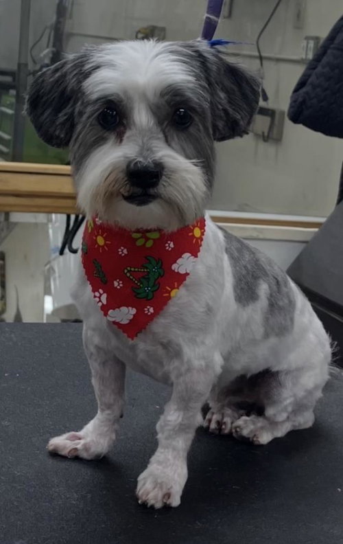 JAMES, a dog for adoption from Santa Barbara County Animal Services - Santa Barbara