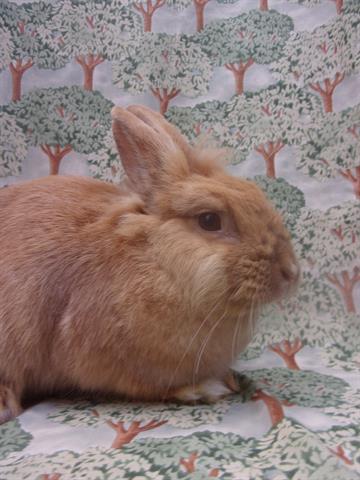 PEANUT, a rabbit for adoption from Santa Barbara County Animal Services - Santa Barbara