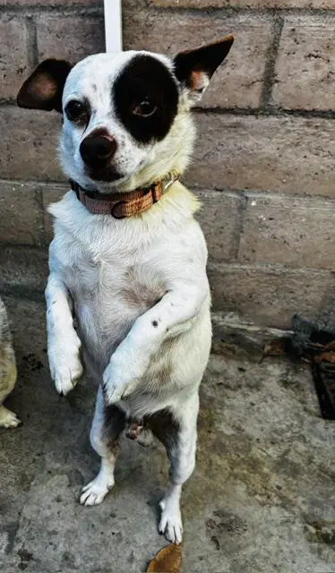 Zipper - Chihuahua