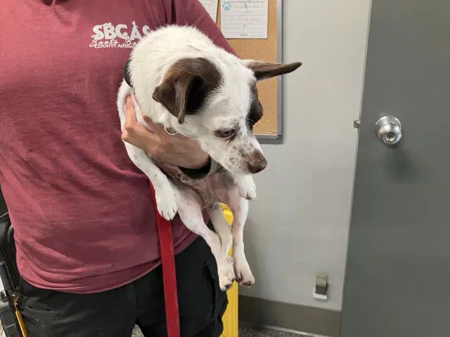 Zipper - Chihuahua