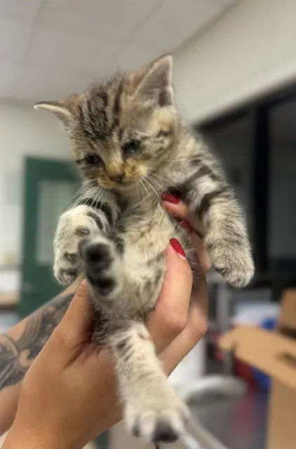Asap-A- - Domestic Short Hair