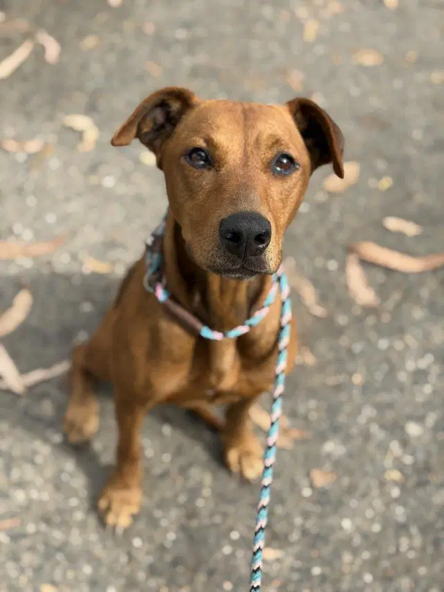 Bella - Rhodesian Ridgeback