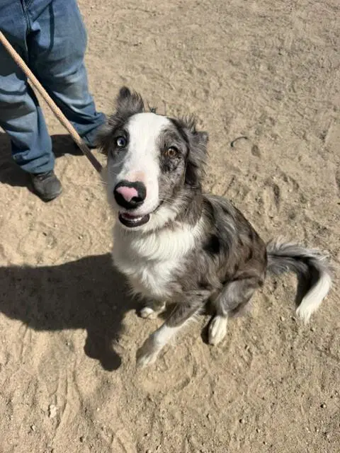 Ollie - Border Collie