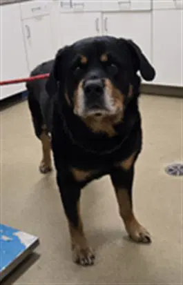 Fenway - Rottweiler