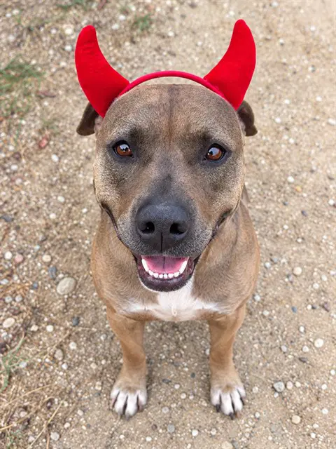 Romeo - Pit Bull Terrier