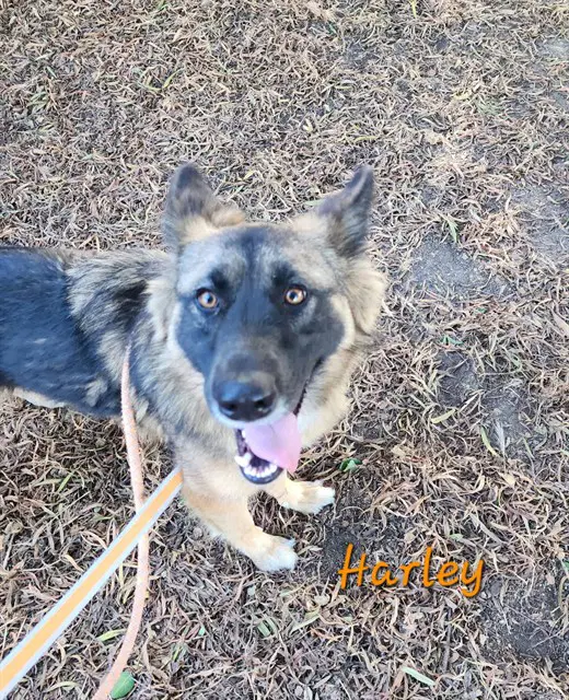 Harley - German Shepherd Dog