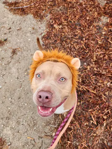 Baby - Pit Bull Terrier