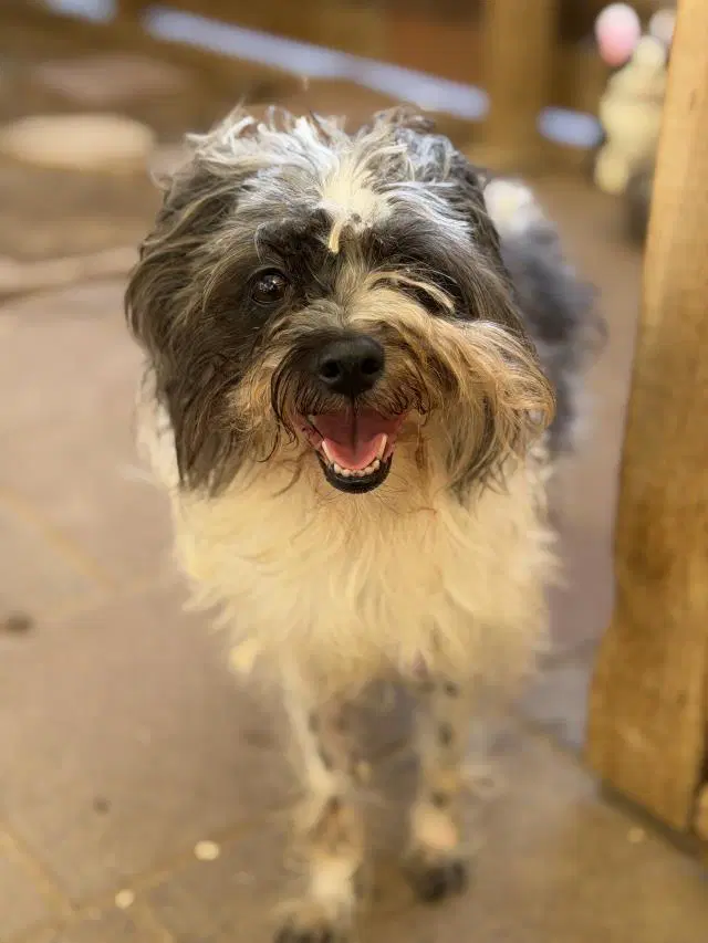 Dora - Shih Tzu