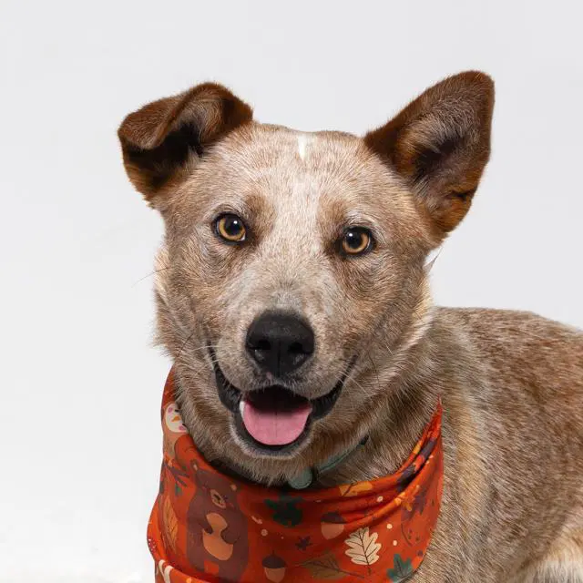 Cisco - Australian Cattle Dog/Blue Heeler