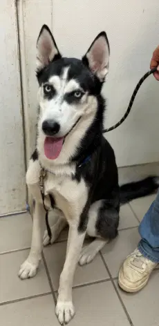 Blitz - Siberian Husky