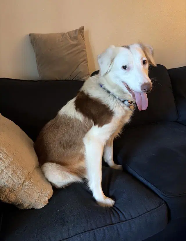 Janice - Border Collie