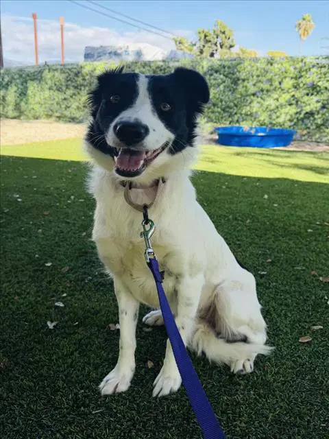 Bonnie - Border Collie