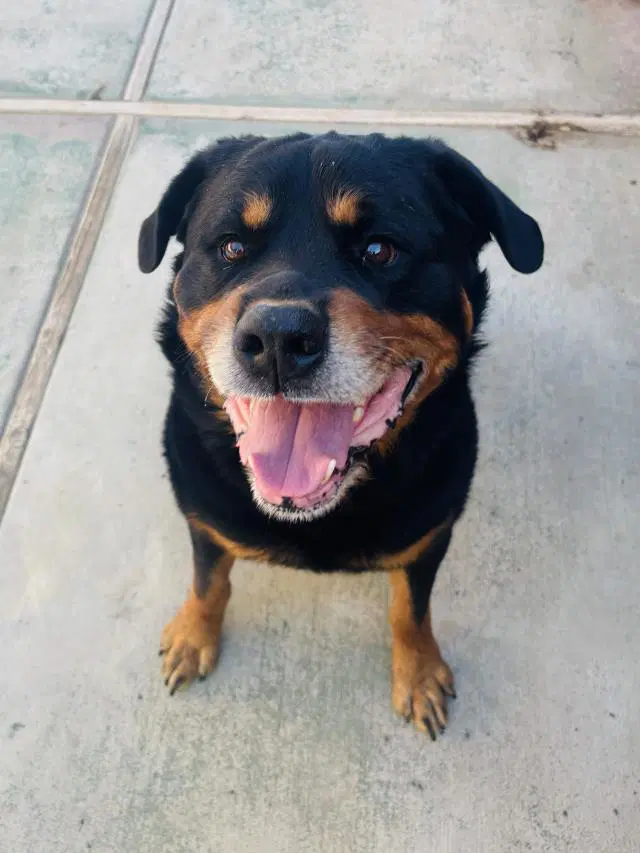 Fenway - Rottweiler
