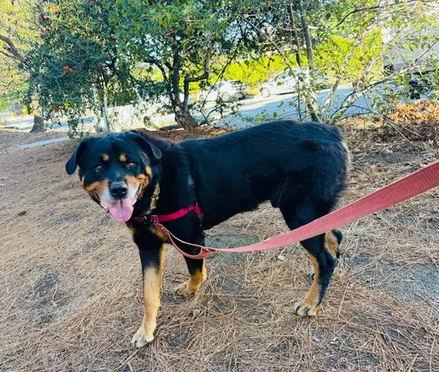 Fenway - Rottweiler