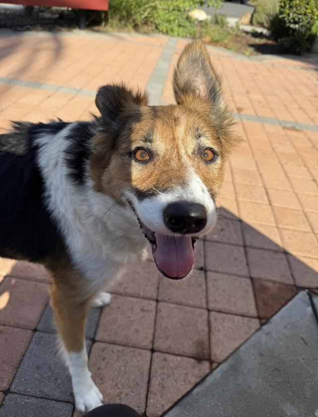 Phoebe