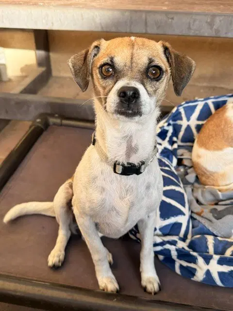 Maria - Chihuahua
