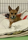 Petey - Photo 2