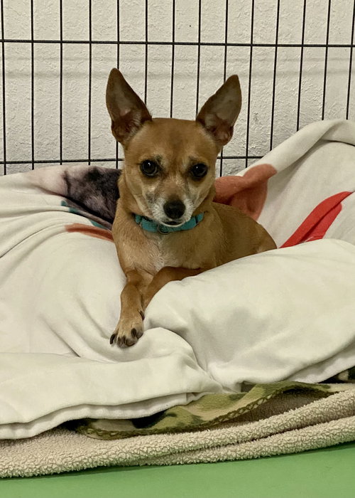 PETEY - Chihuahua / Miniature Pinscher available for adoption