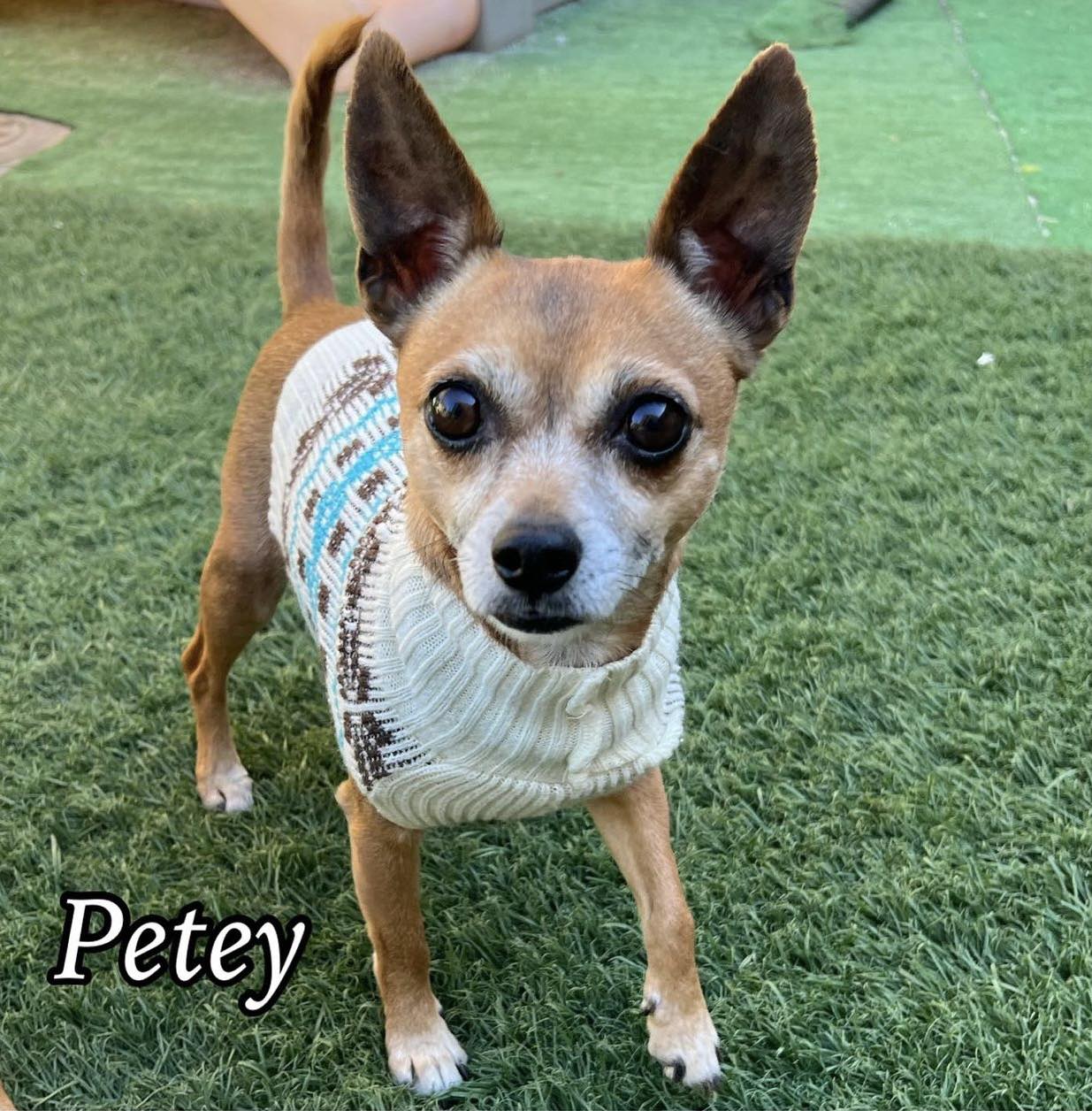 adoptable Dog in Phoenix, AZ named Petey