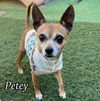 adoptable Dog in phoenix, AZ named Petey