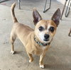Petey - Photo 4