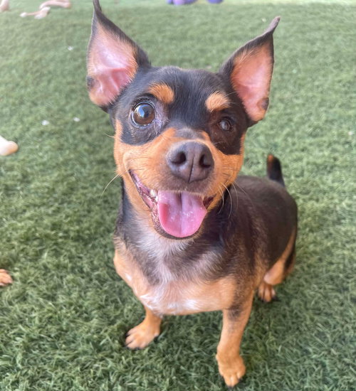 UNO - Chihuahua / Miniature Pinscher available for adoption