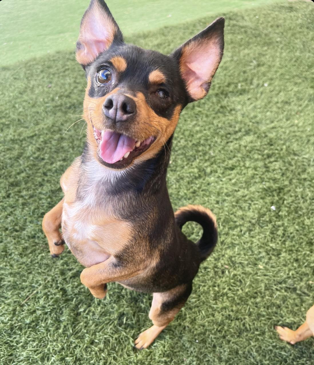 adoptable Dog in Phoenix, AZ named Uno