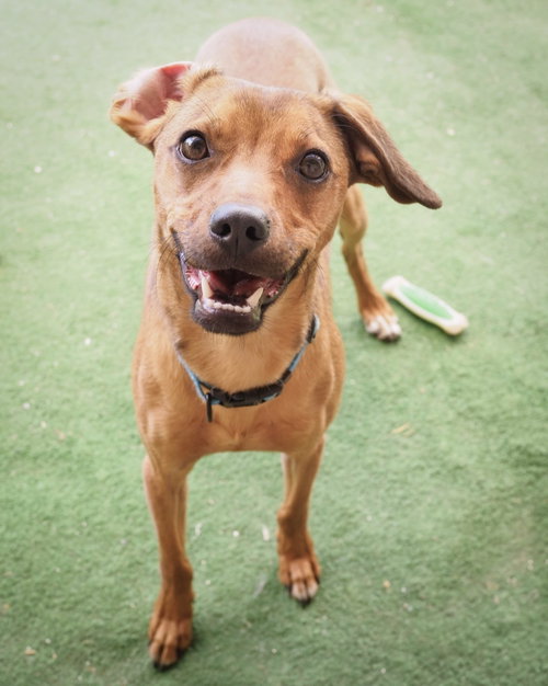 ROWLAND - Chihuahua / Beagle available for adoption