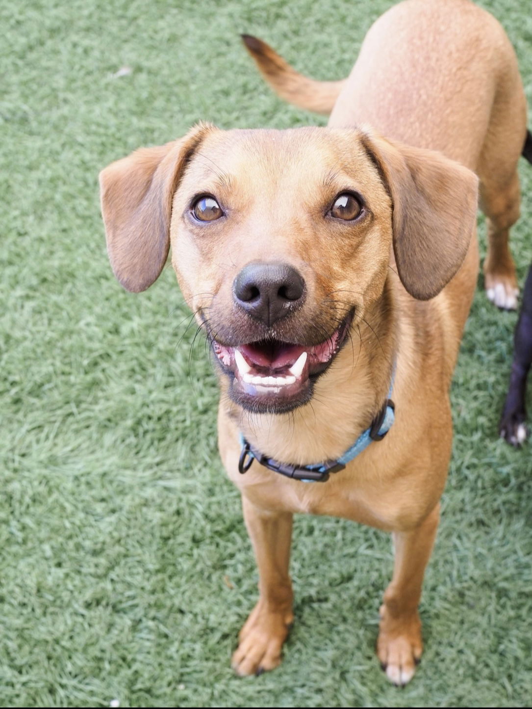 adoptable Dog in Phoenix, AZ named Rowland