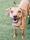 adoptable Dog in  named Rowland