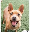 adoptable Dog in phoenix, AZ named Utah