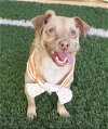 adoptable Dog in  named Charlotte