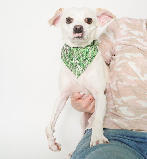 WILEY - Chihuahua / Terrier available for adoption