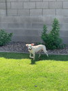 Wiley - Photo 4