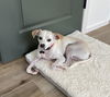 adoptable Dog in Phoenix, AZ named Wiley