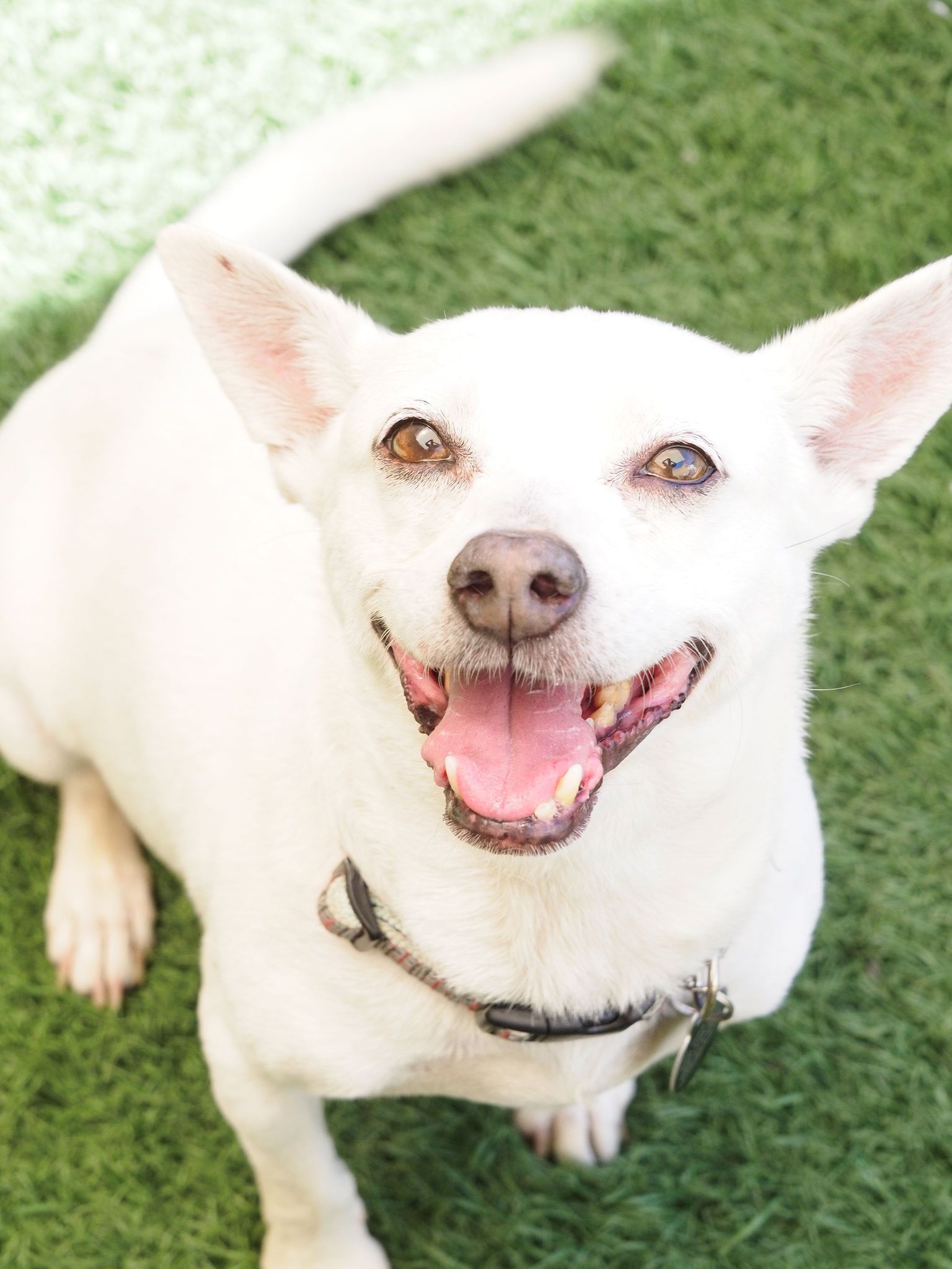 adoptable Dog in Phoenix, AZ named Spunky