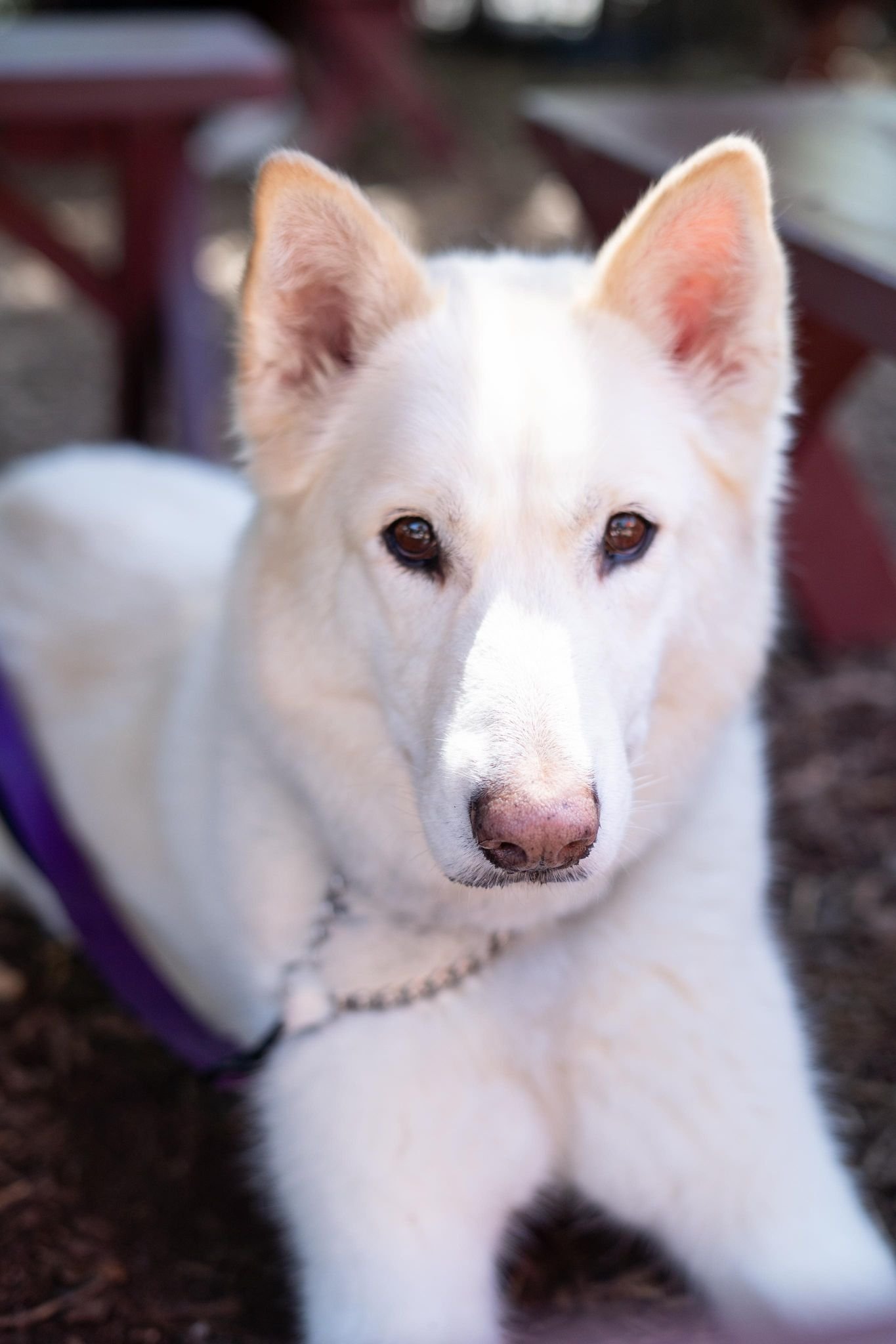 adoptable Dog in Phoenix, AZ named Hope