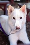 adoptable Dog in , AZ named Hope